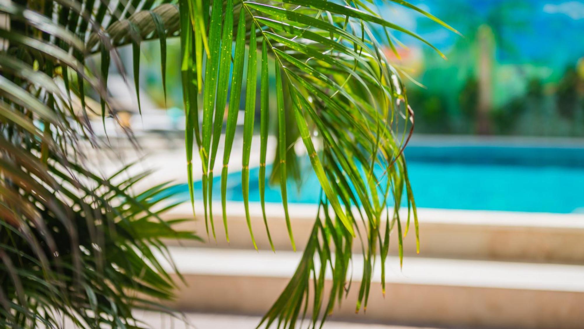 Casita Palma Boutique Resort 克拉伦代克 外观 照片